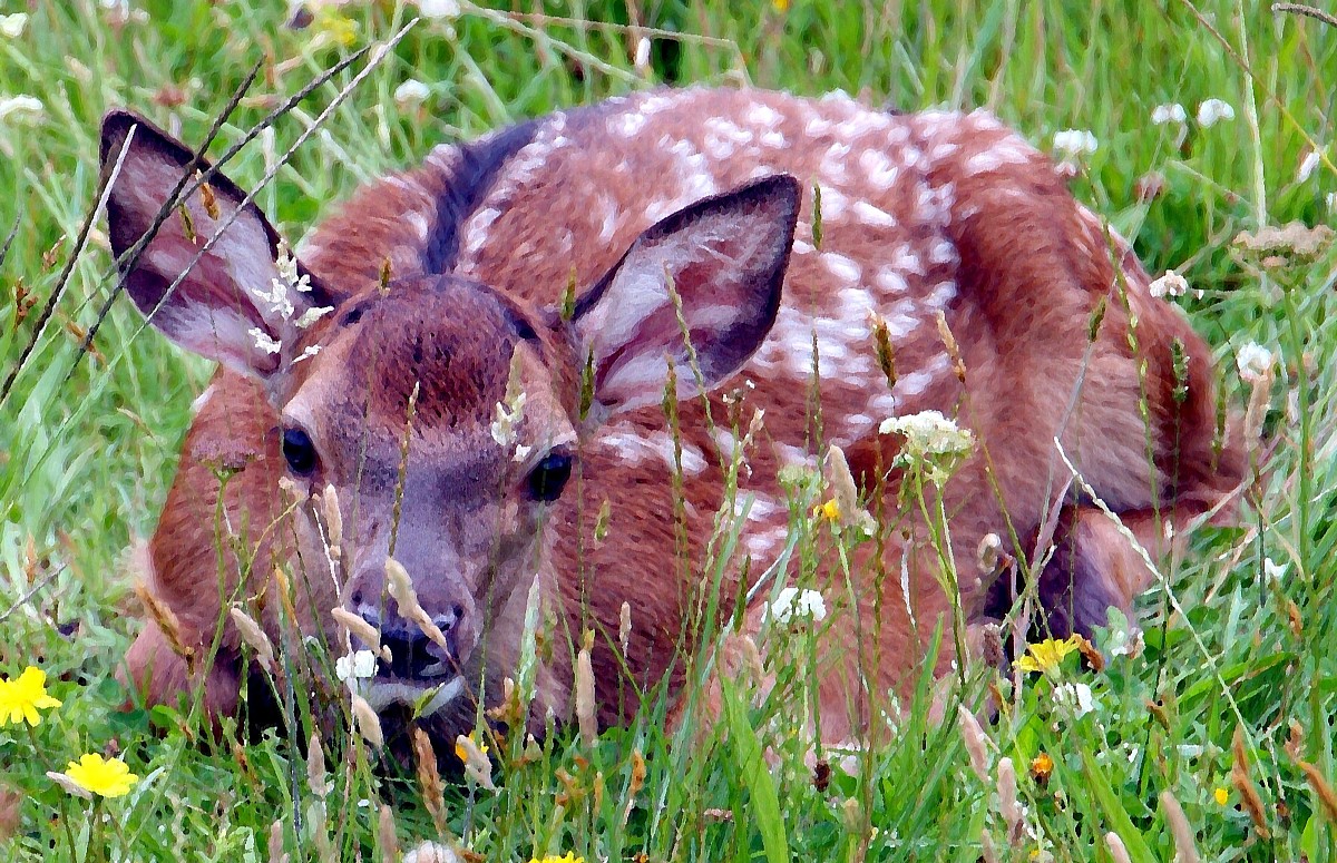 resting fawn resting fawn